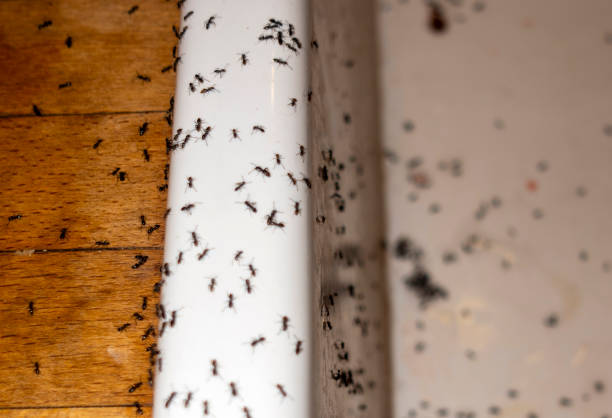 Best Local Pest Control Services  in Aurora, IL