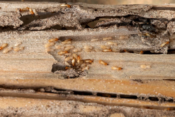 Best Pest Removal Services  in Aurora, IL